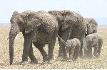 Adult Elephants With Calves Adult Elephants With Calves