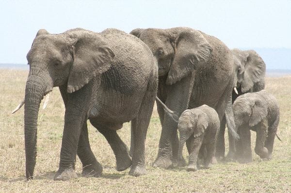 Adult Elephants With Calves