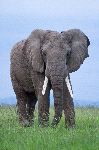 African Elephant Bull African Elephant Bull