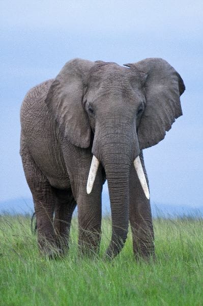 Elefante_africano_macho_600