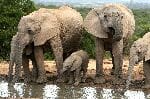 African Elephant Herd Drinking Water African Elephant Herd Drinking Water