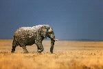 African Elephant In Grass Field African Elephant In Grass Field