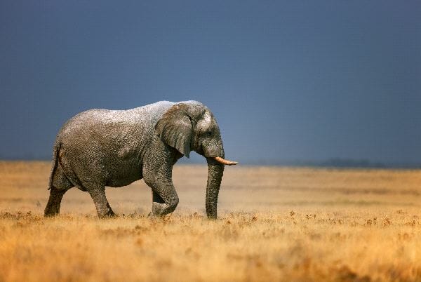 Elefante_africano_en_un_campo_con_vegetación_600