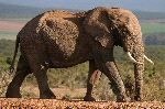 African Elephant With Big Tusks African Elephant With Big Tusks