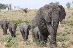 African Elephants Following the Leader African Elephants Following the Leader