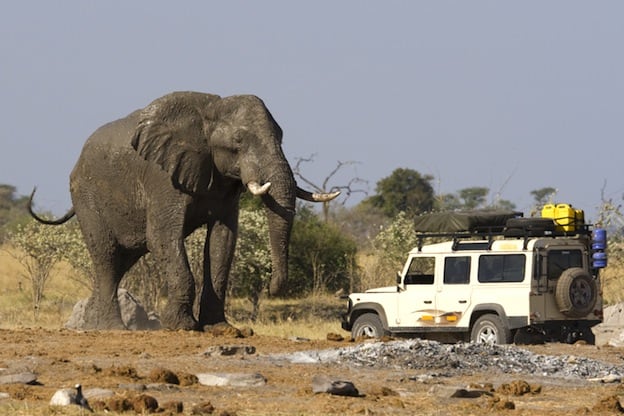 Información sobre el elefante africano