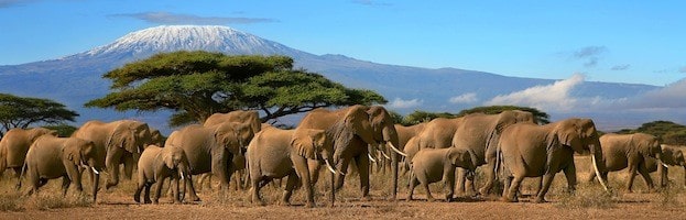 Elefante Africano