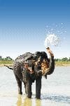 Asian Elephant Blowing Water In Nepal Asian Elephant Blowing Water In Nepal