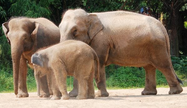 Asian Elephant Family