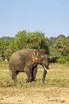 Asian Elephant in Yala National Park Asian Elephant in Yala National Park