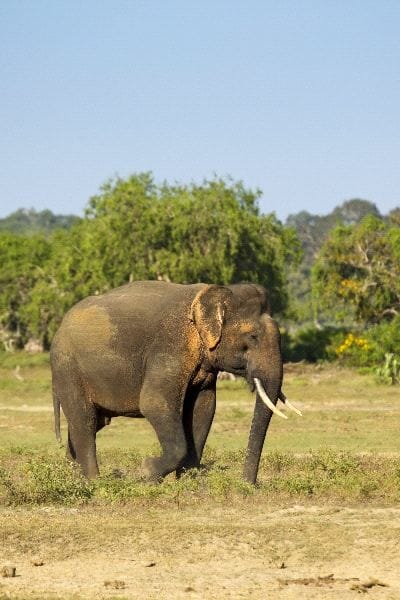 Asian Elephant in Yala National Park