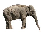 Asian Elephant on White Background Asian Elephant on White Background