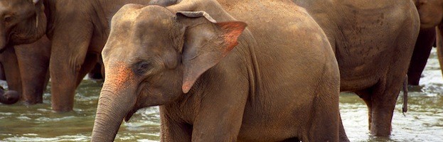 Asian Elephant