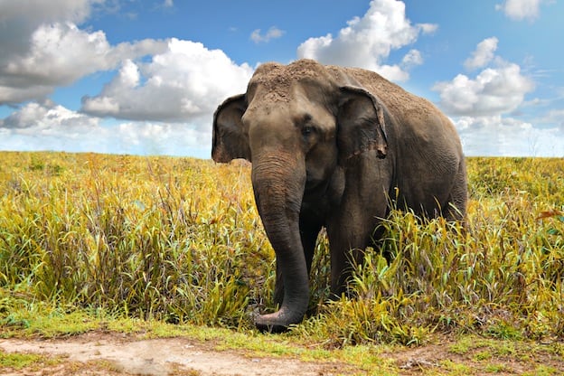 Asian Elephant