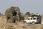Car Near A Huge African Elephant In Botswana Car Near A Huge African Elephant In Botswana