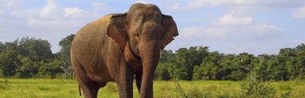 Elephant Distribution