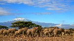 Elephant Herd with Kilimanjaro in the Background Elephant Herd with Kilimanjaro in the Background