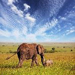 Elephant With Cute Calf Elephant With Cute Calf