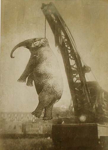 Mary the Circus Elephant Executed in 1916 via a crane