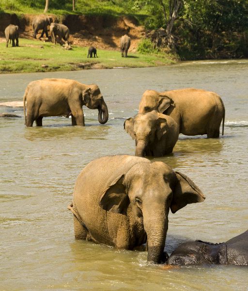 Elefantes_en_un_río_de_Sri_Lanka_600