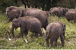 Elephants Looking for Food Elephants Looking for Food