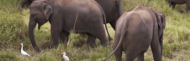 Elephant Feeding