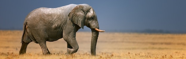 Elephant Habitat » Elephant World