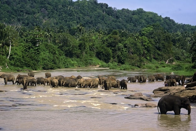 Elephant Habitat » Elephant World