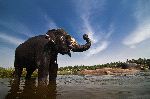 Indian Elephant Standing in River Indian Elephant Standing in River