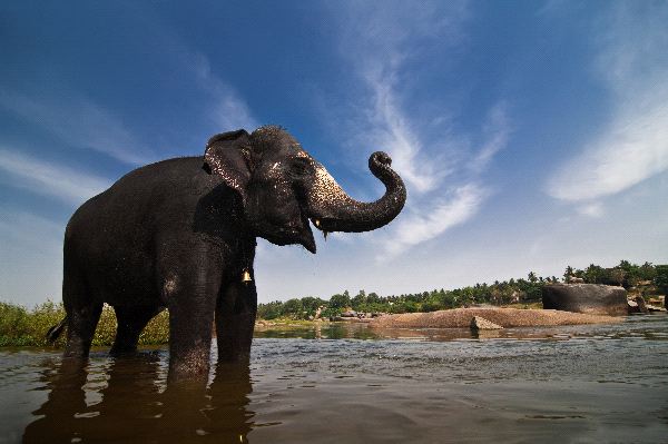 Indian Elephant Standing in River