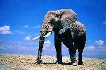 Large African Elephant with Blue Sky Large African Elephant with Blue Sky