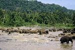 Large Herd Of Elephants In a River Large Herd Of Elephants In a River