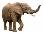 Male African Elephant With Curved Tusks Male African Elephant With Curved Tusks