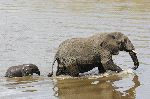 Mother And Calf Crossing a River Mother And Calf Crossing a River