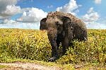 Old Asian Elephant Old Asian Elephant