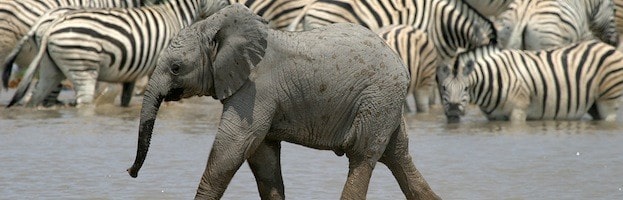 Elephant Research