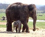 Small Calf Staying Close To Its Mother Small Calf Staying Close To Its Mother
