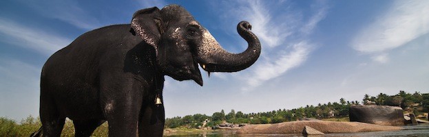 Elephant Species