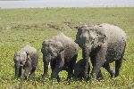 Wild Asian Elephants In Kaziranga National Park India Wild Asian Elephants In Kaziranga National Park India