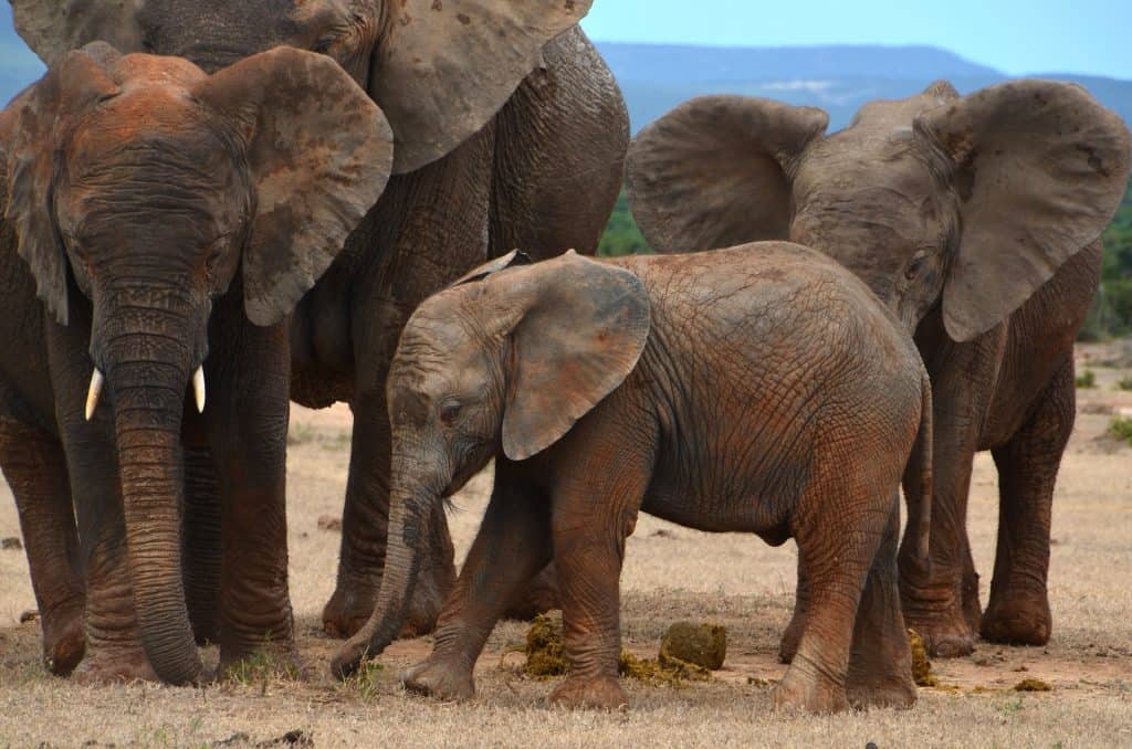 baby elephant calf amongst herd