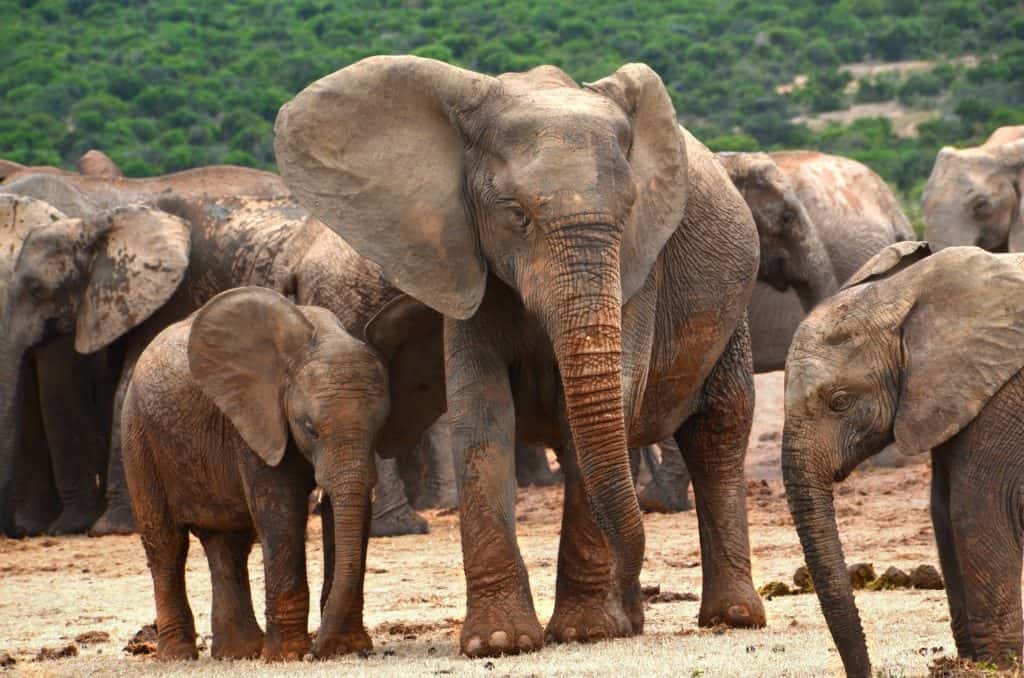 a heard of elephants with with 7 adults and two younger calves