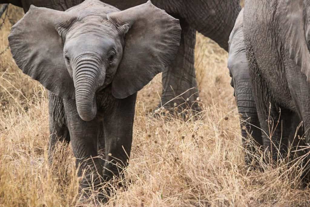 baby elephant calf travelling with its herd with its large ears flared. 