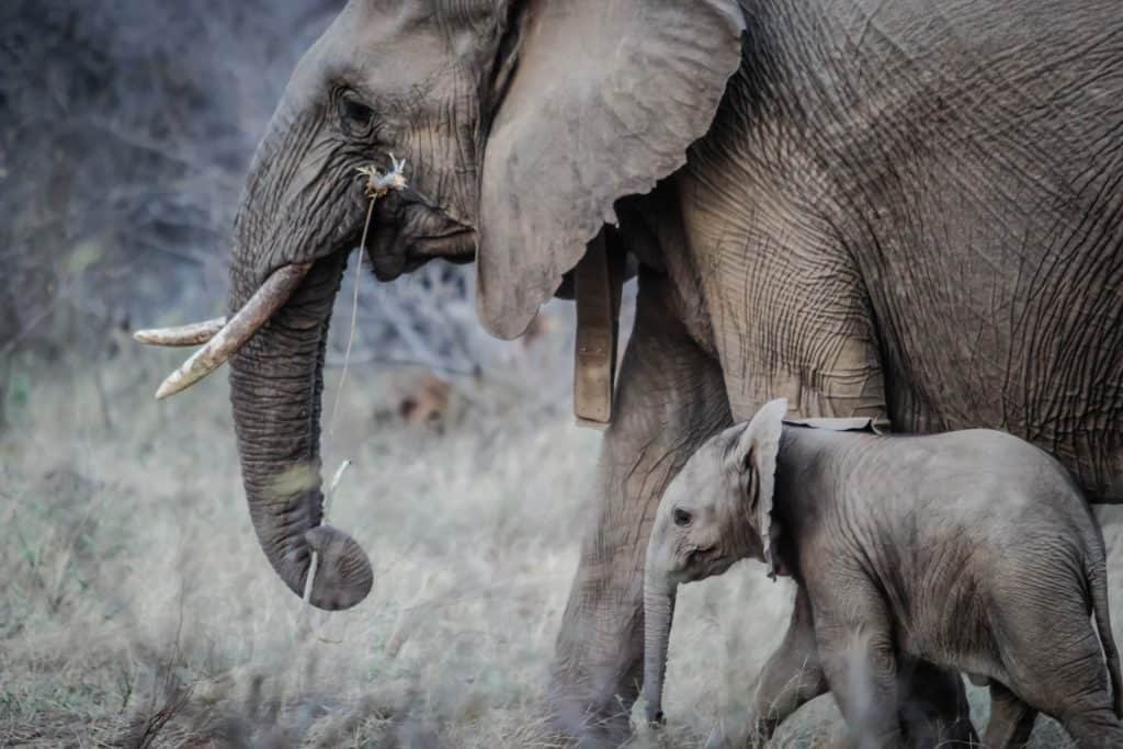 parent elephant eating some shrubbery with its baby following closely nearby