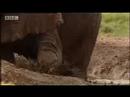 elefantes_africanos_en_estado_salvaje_video