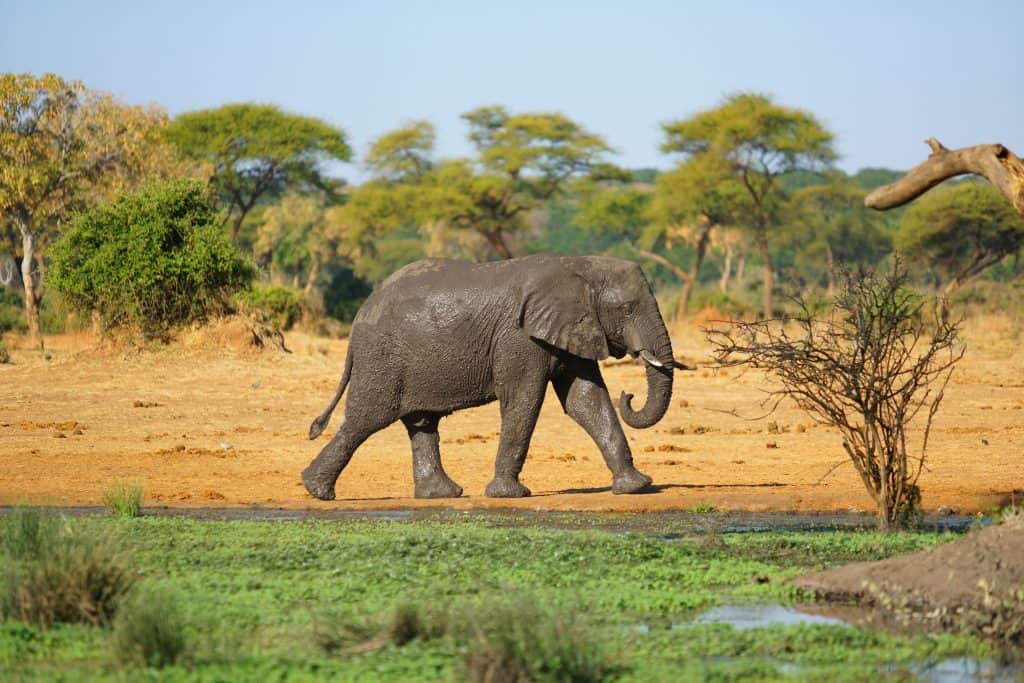 Old Elephant Covered in Mud