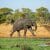 Old Elephant Covered in Mud