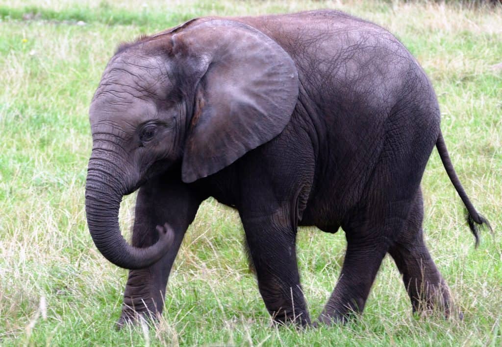 cute baby elephant calf amongst the grass