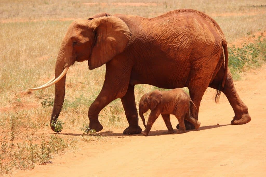 cute baby elephant calf and its mother travelling in the wild