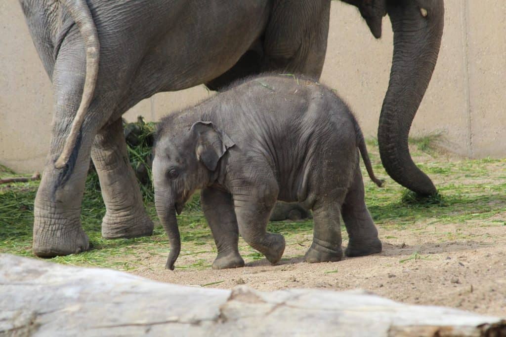 cute baby elephant calf and its parent