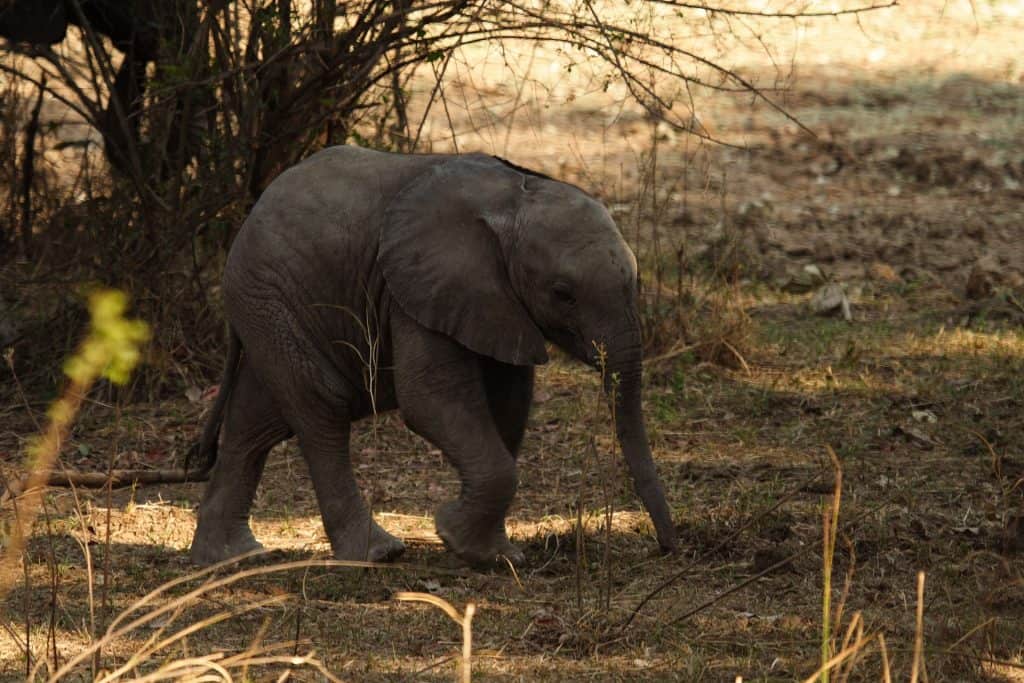 cute baby elephant calf walking